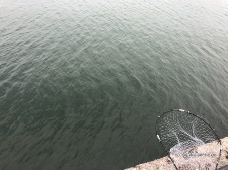 バチ抜けシーバス