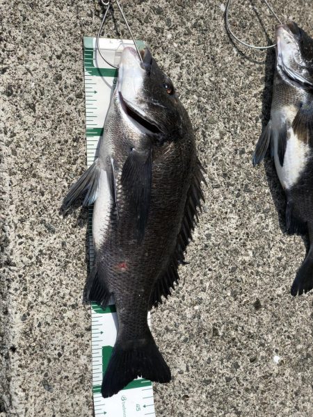 ヨットハーバー冲