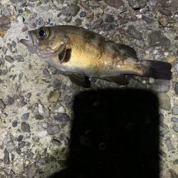 アジングと不意の大物