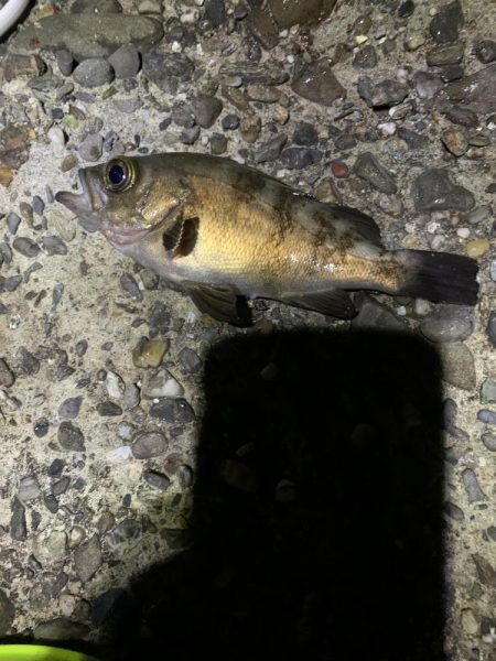 アジングと不意の大物