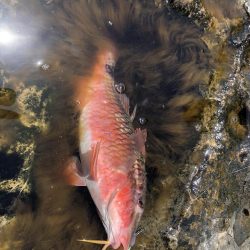 君は浅瀬にいるの?