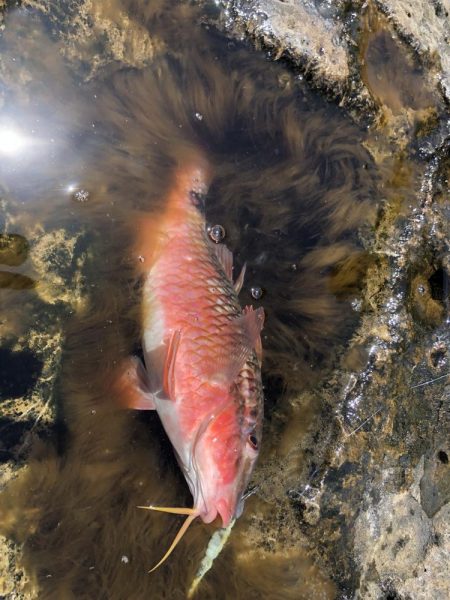 君は浅瀬にいるの?