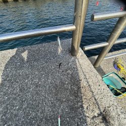 豆アジチョロチョロ