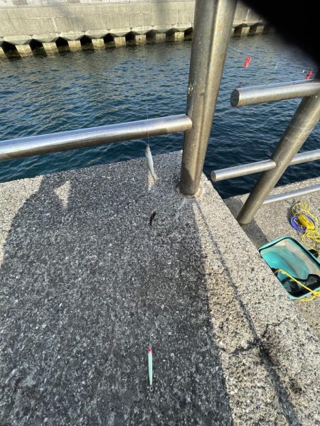 豆アジチョロチョロ