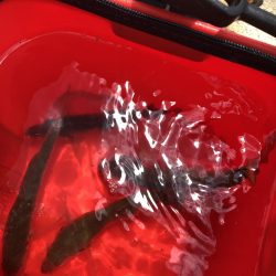 アジング 新規開拓