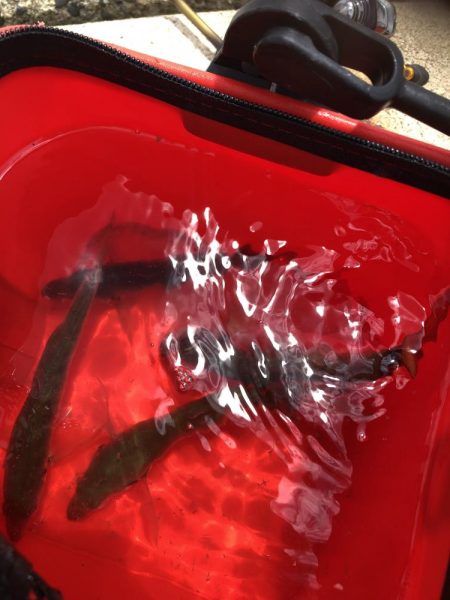 アジング 新規開拓