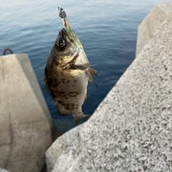 ガシラに癒され