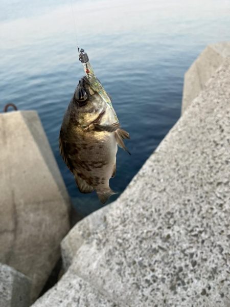 ガシラに癒され