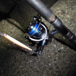 ボラだらけ…。