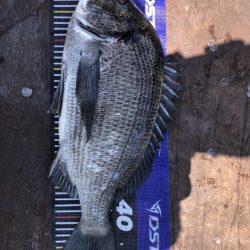 イチノ兄弟、釣果!