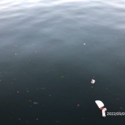 バチ抜けシーバス