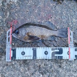 過去最高の釣果&自己記録更新