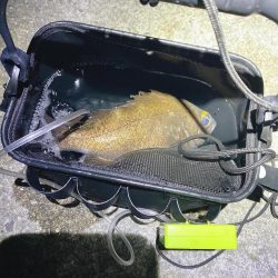 ついに出た!ショアで尺メバル!