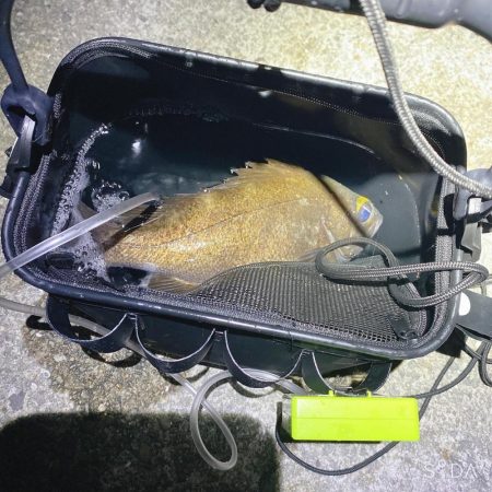 ついに出た!ショアで尺メバル!