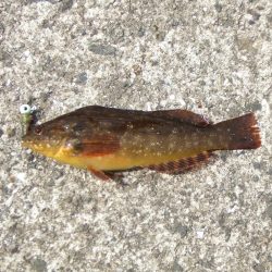 3年ぶりの淡路島　根魚に遊んでもらいました。