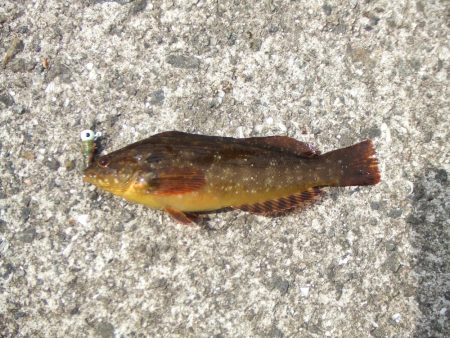 3年ぶりの淡路島　根魚に遊んでもらいました。
