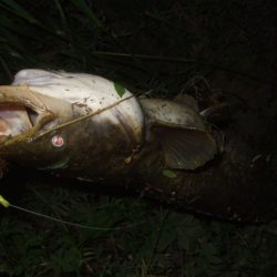 今シーズン初釣行で大鯰