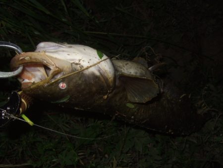 今シーズン初釣行で大鯰