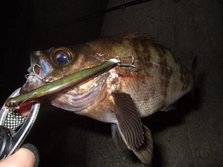 シーバスプラグでメバリング