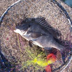 和歌山市某所で落とし込み 真チヌ43cm以下計2枚