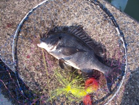 和歌山市某所で落とし込み 真チヌ43cm以下計2枚