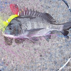 和歌山市某所で落とし込み　真チヌ４0ｃｍ以下計4枚,45cmヘダイ×１