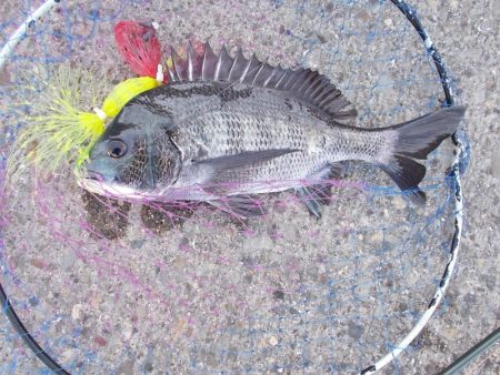 和歌山市某所で落とし込み　真チヌ４0ｃｍ以下計4枚,45cmヘダイ×１