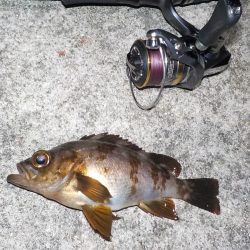 キスゲーム・アジング