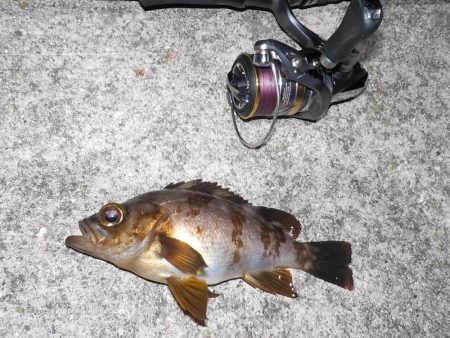 キスゲーム・アジング