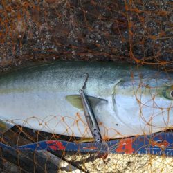 ショアジギングでハマチ