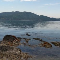 鯉川でのキス釣り