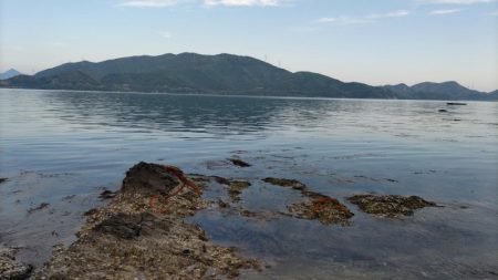 鯉川でのキス釣り