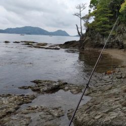 鯉川でのキス釣り