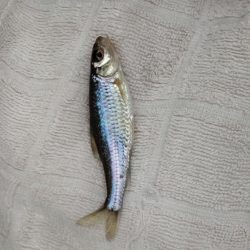 稚鮎は来ず、チーバス？