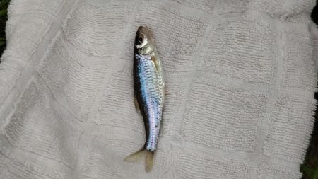 稚鮎は来ず、チーバス？