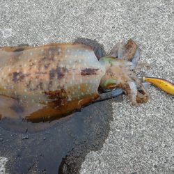 春のアオリイカ