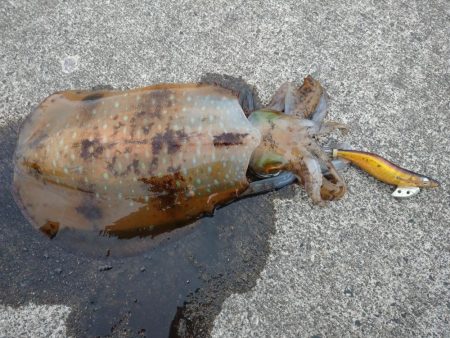 春のアオリイカ