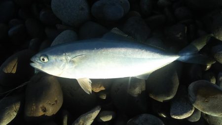 小型青物祭り？