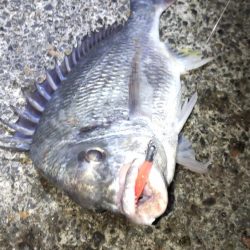 ガシリングのキビレ