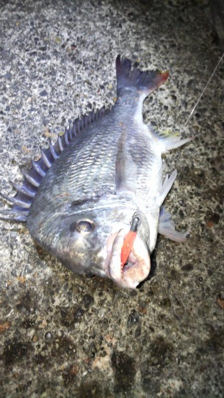 ガシリングのキビレ