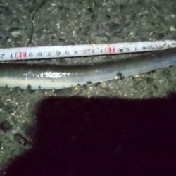 良型ウナギ