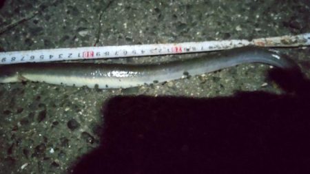 良型ウナギ