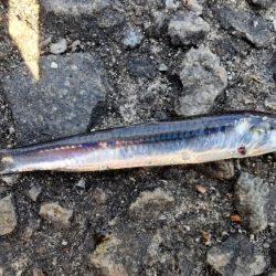 ファミリーフィッシング