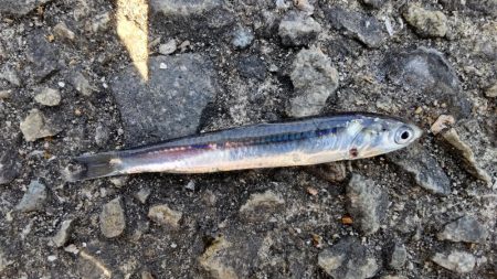 ファミリーフィッシング