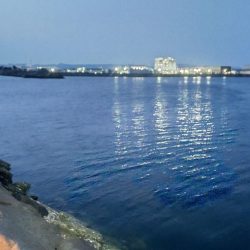 ガシラからのおチヌ様