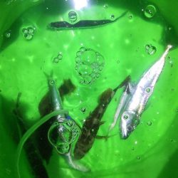 うっかりヒラメが釣れました!