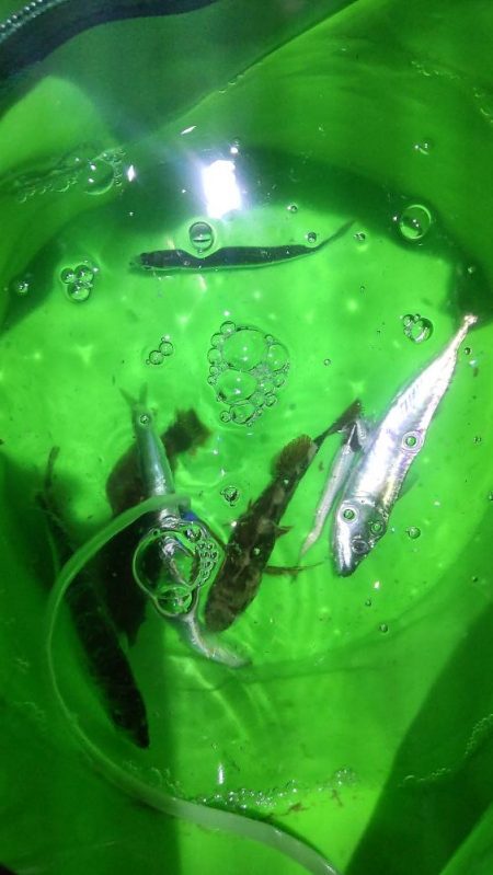 うっかりヒラメが釣れました!