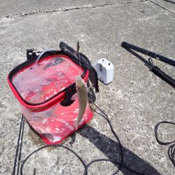 今夜はキスの天ぷら