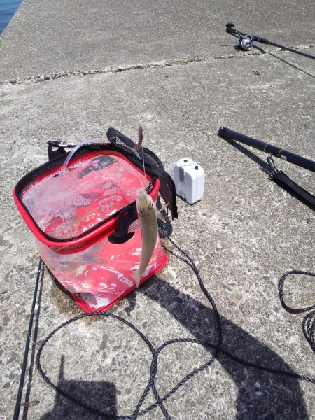 今夜はキスの天ぷら