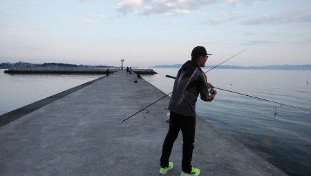 やっと近場のキスの活性が上がり始めました